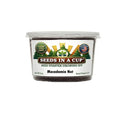 Macadamia Nut Tree Grow Kit | Grow Macadamia from Seed | Seeds In A Cup®