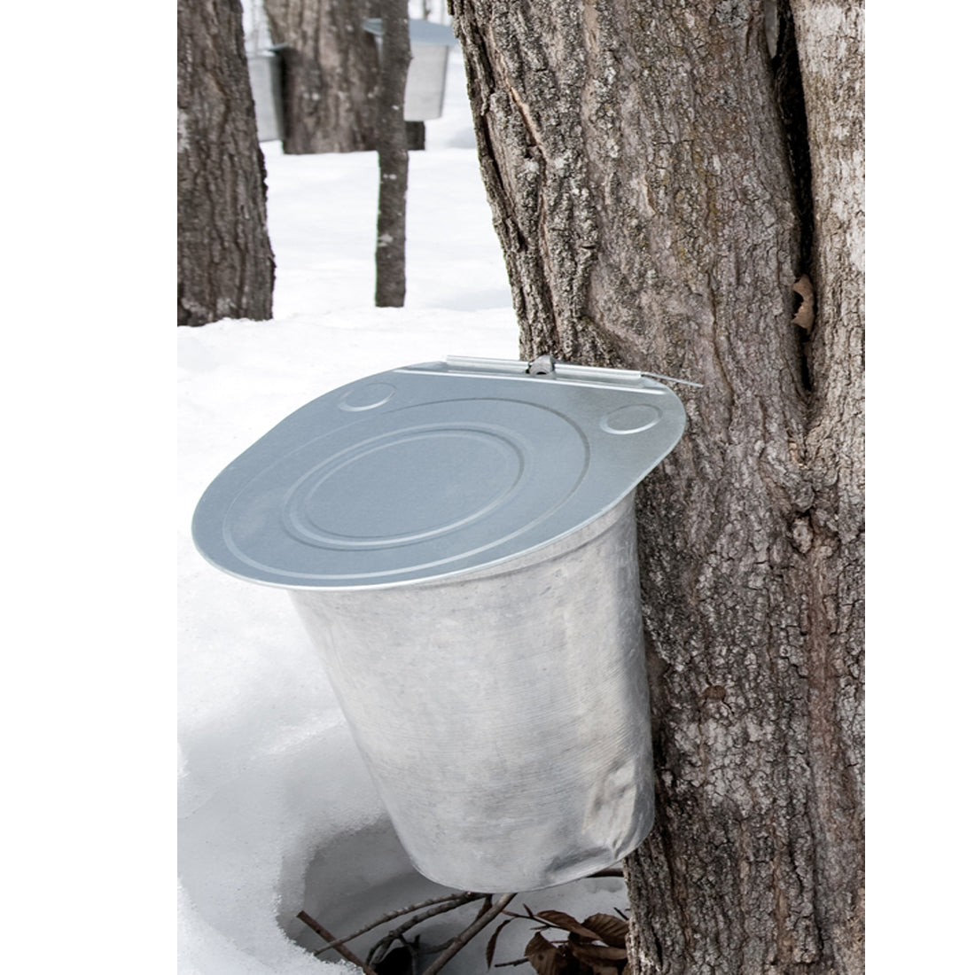 Maple Syrup, 100% Pure Michigan  - 8 Fl. Oz. Bottle